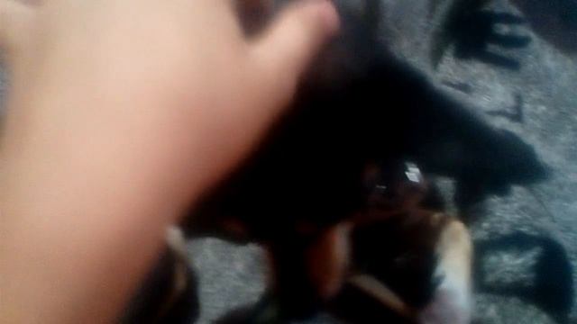 Чем можно кормить той -терьера. смотреть онлайн