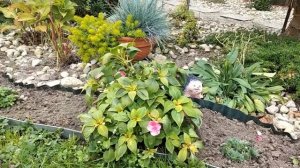 Осенний Сад ?Уютные дни/ Уход за Клумбами и Обрезка Растений ? #garden #сад #уходзасадом #клумбы