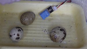 что вылупилось??? Цыплята из магазинных яиц! #инкубатор Рождение цыпленка! Чудо из яйца!