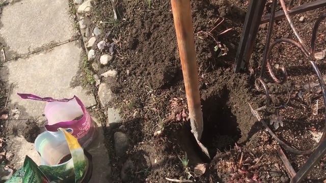 Розы весной. Пробуждение, обрезка, подкормки, посадка смотреть онлайн