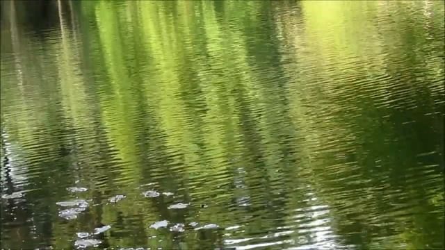 Canon Powershot SX50 HS Test Video HD