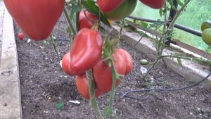 Сорта томатов Сердце Ашхабада и Севрюга