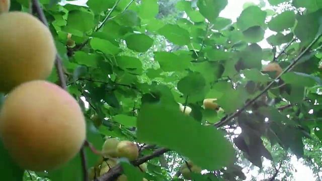 Абрикос олимп. смотреть онлайн