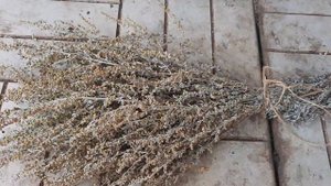 Саратовская полынь для бани