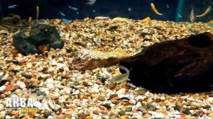 ИСКРЯЩАЯСЯ аквариумная РЫБКА - КАРЛИКОВЫЙ ГУРАМИ пумила | Sparkling gourami | Trichopsis pumilus