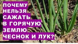 Почему нельзя сажать озимый чеснок в горячую землю?When can you plant garlic and onions in the fall?