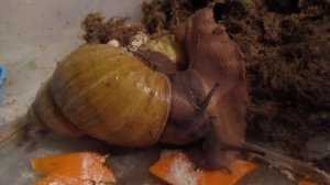 Теплый дом для улиток на зимний период,брудер