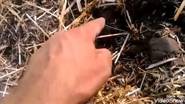 Летний поиск монет в Токмакском районе Запорожской обл смотреть онлайн