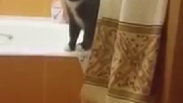 серьёзный разговор с котом