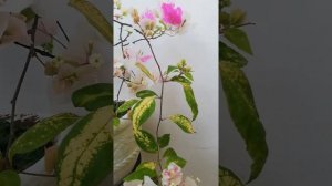 My Bougainvillea with name: MAGIC ICE CREAM