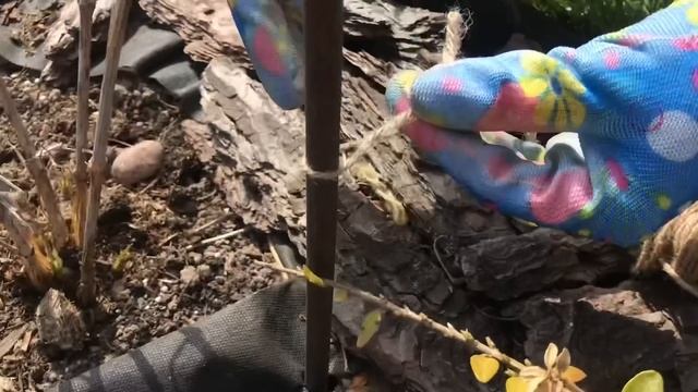 Опора для клематиса за 15 минут.. Красиво и легко .. смотреть онлайн