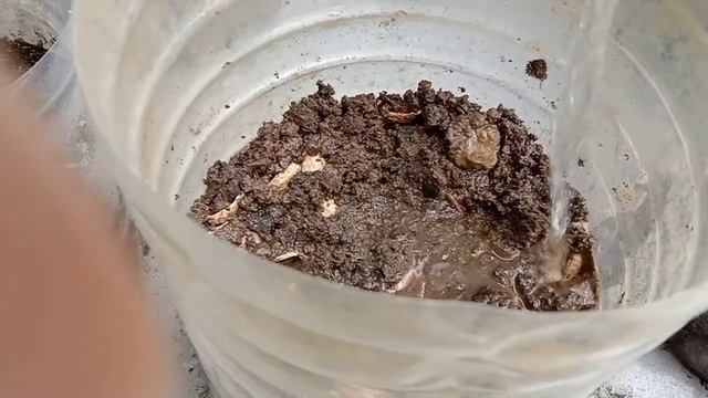 How To Make Compost Fertilizer At Home No Smell смотреть онлайн
