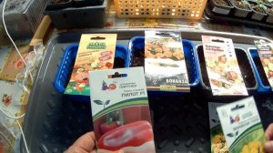 Бархатцы  Какие сорта выбрала для посева в этом году