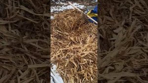 Кукурузное сено. Чем кормить коров.