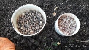 РАЗМНОЖЕНИЕ ЧЕСНОКА БУЛЬБОЧКАМИ//ПОСЕВ ЧЕСНОКА//