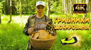 Грибники Впали В Ступор, От Такого Количества Грибов. Тропа Грибника Не Подвела, Грибов Хватит Всем.