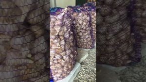 Семена чеснока Любаша