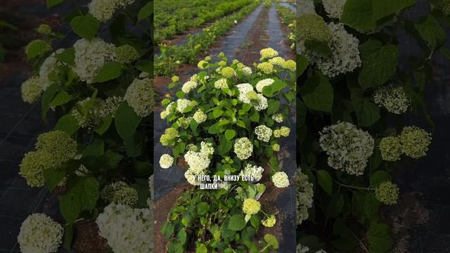 #garden #nursery #plant #ландшафтныйдизайн #питомникрастений #hydrangea #гортензия #annabelle