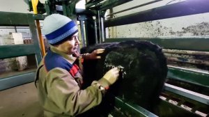 Таврение КРС