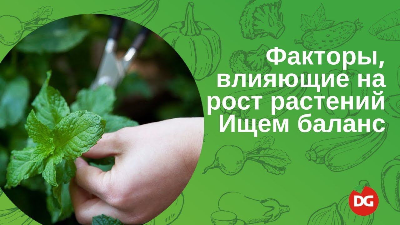 44 Факторы влияющие на рост растений. Как найти баланс?