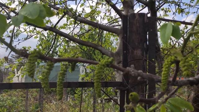 Как растёт грецкий орех.