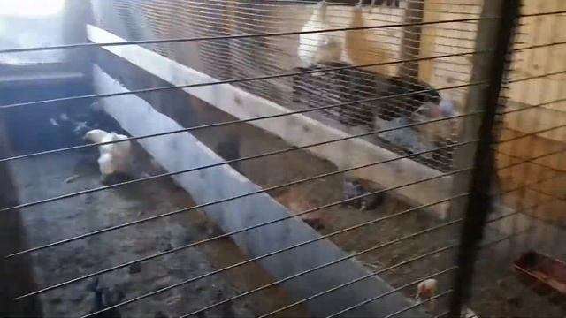 Крестьянская жизнь, ещё один обычный день, наши козлятки подростают.