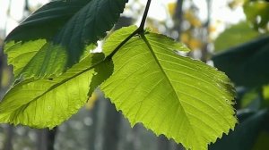 Ulmus glabra 'Camperdownii'