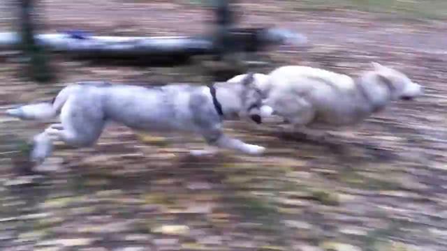 Ежевика и Абрам 14 10 13 смотреть онлайн