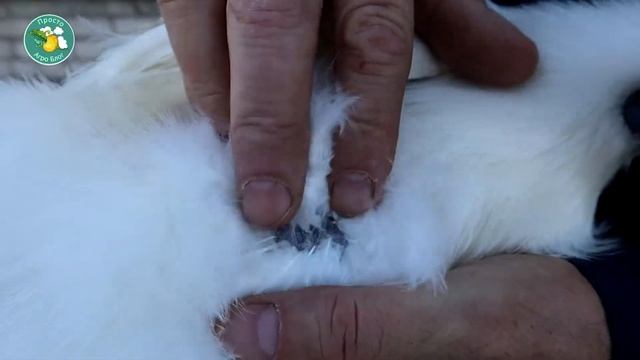 Шелковые куры. История и особенности