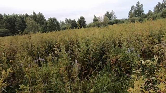 Коростель, дратхаар Азарт смотреть онлайн