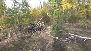 За грибами, Поиск грибных мест.