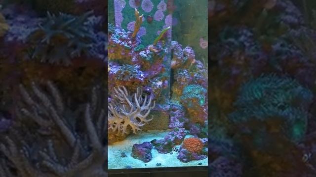 Aqua reef 195, silent, no water changes, no skimmer, natural filtration using miracle mud and algae смотреть онлайн