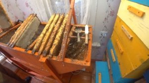 ОТКАЧКА МЁДА НА ПАСЕКЕ РЯБУХИНА, ВСКРЫТИЕ РАМОК ОТ ЗАБРУСА, СЛИВАЕМ МЁД, РАМКИ НА ХРАНЕНИЕ