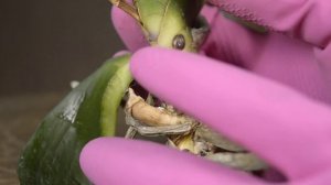 УБЕДИТЕСЬ САМИ!!!! СУПЕР СПОСОБ УКОРЕНЕНИЯ ЕСЛИ ОРХИДЕЯ БЕЗ КОРНЕЙ! РЕАНИМАЦИЯ ОРХИДЕИ БЕЗ КОРНЕЙ!!