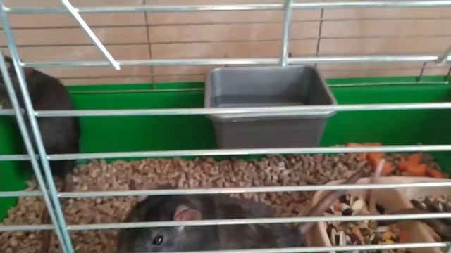 Декоративные крысы смотреть онлайн