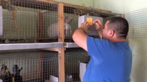 Ушной клещ и глисты у кроликов, что делать?