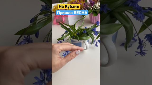 Новый маникюр и весенние цветы Кубани ! #vlog #влог #миливанили #краснодар #краснодарскийкрай