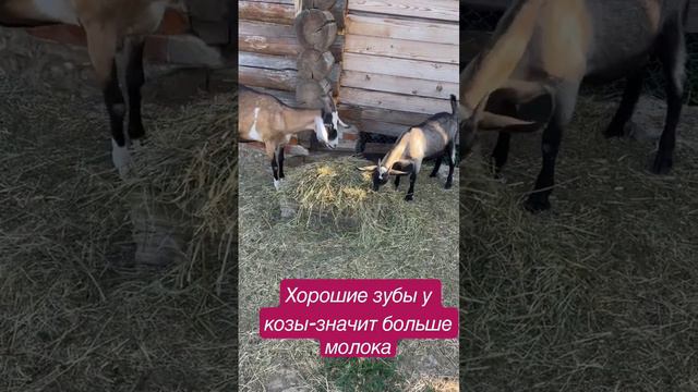 Много молока у козы,значит зубы хорошие!