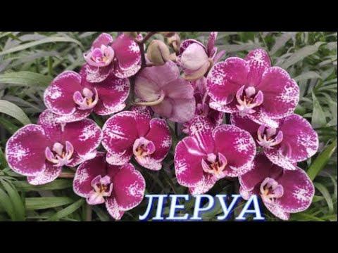 №697/ Два  ЛЕРУА МЕРЛЕН в одном ОБЗОРЕ .Красавицы ОРХИДЕИ от РОСТКА