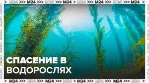 "Актуальный репортаж": водоросли могут спасти человечество - Москва 24