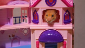 Как мы читали сказку Репка хомякам! Они тоже, как дети, очень любят сказки и разные игрушки