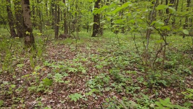 Трава под ногами сочевник смотреть онлайн