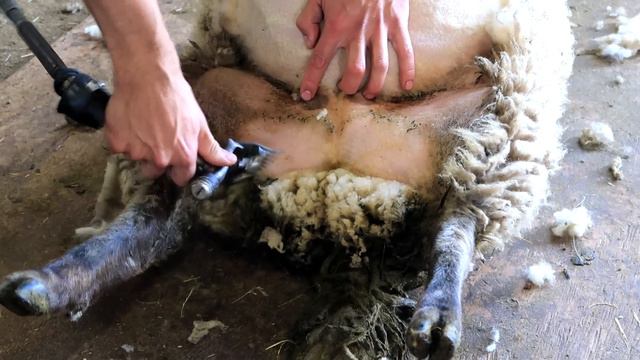 Sheep shearing - Bowen Technique