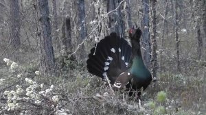 Ток глухаря