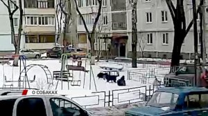 В улан-удэнских телеграм-каналах распространяется видео с нападением собак на ребёнка