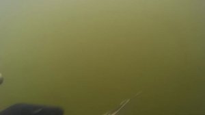 Жуткая Сомовая Яма!Подводная охота на Сома и Судака 2020!