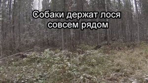 Охота на лося загоном (осень 2015) "сентиментальным и педикам мимо"