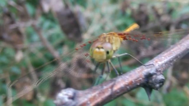 Один клип, два восприятия. Как музыка влияет на восприятие видео. смотреть онлайн