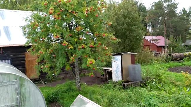 Обзор материалов для сруба.