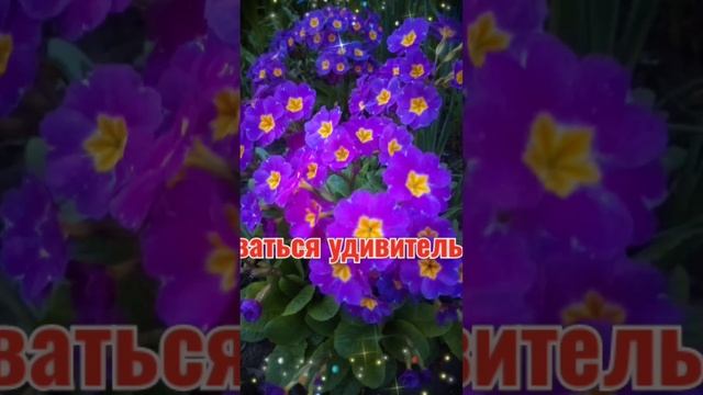 примула